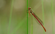 Small Red Damsel (Ceriagrion Tenellum)